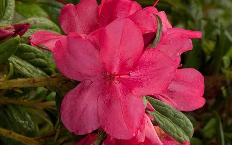 Autumn Jewel Encore Azalea - 2 Gallon Pot 6 Autumn Jewel Encore Azalea - 2 Gallon Pot - Image 4