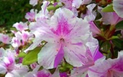 Autumn Twist Encore Azalea - 1 Gallon Pot 9 Autumn Twist Encore Azalea - 1 Gallon Pot -Bush Sale Shop encore azalea autumn twist