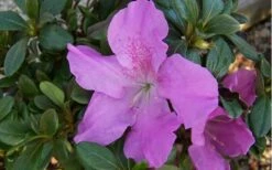 Autumn Lilac Encore Azalea - 1 Gallon Pot 12 Autumn Lilac Encore Azalea - 1 Gallon Pot -Bush Sale Shop encore azalea autumnlilac