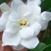 Fall In Love Cold Hardy Gardenia - 1 Gallon Pot 2 Fall In Love Cold Hardy Gardenia - 1 Gallon Pot -Bush Sale Shop gardenia Fall In Love WB 500x750 1