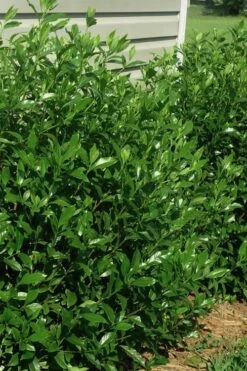 August Beauty Gardenia - 1 Gallon Pot 11 August Beauty Gardenia - 1 Gallon Pot -Bush Sale Shop gardenia august beauty 5