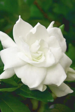 August Beauty Gardenia (Single Trunk Topiary Tree) - 5 Gallon Pot -Bush Sale Shop gardenia august beauty 5 500x750 2