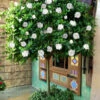 August Beauty Gardenia (Single Trunk Topiary Tree) - 5 Gallon Pot -Bush Sale Shop gardenia august beuaty tree 5