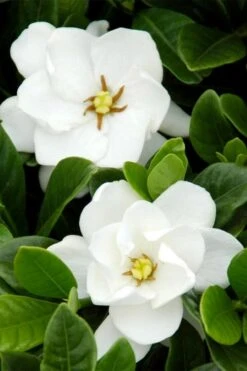 Buttons Gardenia - 3 Gallon Pot -Bush Sale Shop gardenia buttons 1