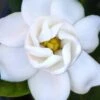 Buttons Gardenia - 1 Gallon Pot 1 Buttons Gardenia - 1 Gallon Pot -Bush Sale Shop gardenia buttons 2 2