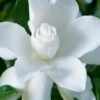 Celestial Star Gardenia - 1 Gallon Pot 2 Celestial Star Gardenia - 1 Gallon Pot -Bush Sale Shop gardenia celestial star 1