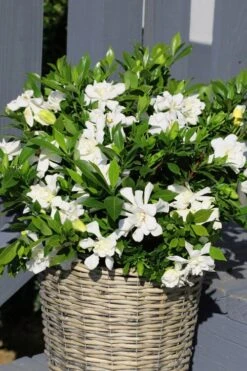 Celestial Star Gardenia - 1 Gallon Pot 10 Celestial Star Gardenia - 1 Gallon Pot -Bush Sale Shop gardenia celestial star 3