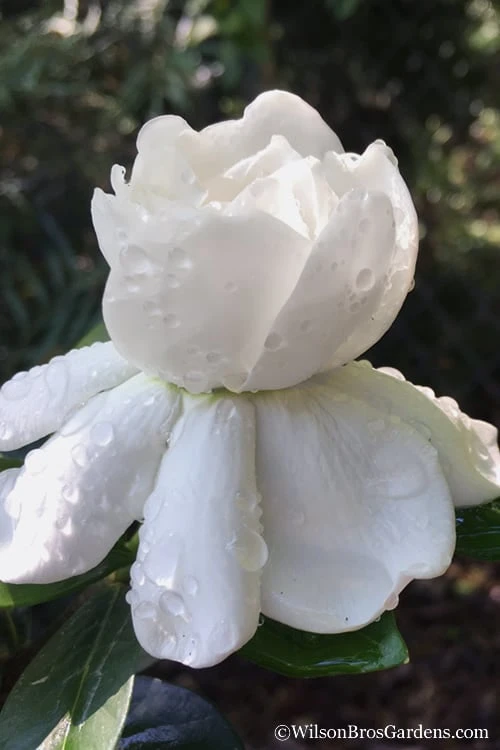 Crown Jewel Gardenia - 6-Pack Of 1 Gallon Pots 3 Crown Jewel Gardenia - 6-Pack Of 1 Gallon Pots