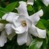 Fool Proof Gardenia - 2 Gallon Pot -Bush Sale Shop gardenia fool proof 1