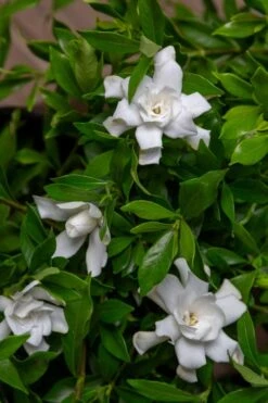 Fool Proof Gardenia - 3 Gallon Pot 9 Fool Proof Gardenia - 3 Gallon Pot -Bush Sale Shop gardenia fool proof 4 1
