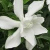 Frost Proof Gardenia - 6 Pack Of 1 Gallon Pots 2 Frost Proof Gardenia - 6 Pack Of 1 Gallon Pots -Bush Sale Shop gardenia frost proof 15 1