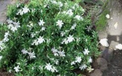 Frost Proof Gardenia - 6 Pack Of 1 Gallon Pots 11 Frost Proof Gardenia - 6 Pack Of 1 Gallon Pots -Bush Sale Shop gardenia frost proof 50 1