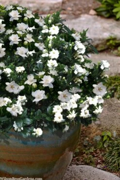 Buttons Gardenia - 1 Gallon Pot -Bush Sale Shop gardenia jasminoides buttons 10 2