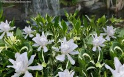 Crescent Moon Dwarf Gardenia - 1 Gallon Pot -Bush Sale Shop gardenia jasminoides crescent moon dwarf creeping 2