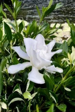 Crescent Moon Dwarf Gardenia - 6 Pack Of 1 Gallon Pots 10 Crescent Moon Dwarf Gardenia - 6 Pack Of 1 Gallon Pots -Bush Sale Shop gardenia jasminoides crescent moon dwarf creeping 6 1