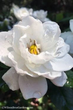 Crown Jewel Gardenia - 1 Gallon Pot 15 Crown Jewel Gardenia - 1 Gallon Pot -Bush Sale Shop gardenia jasminoides crown jewel 11 1