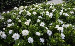 Crown Jewel Gardenia - 1 Gallon Pot 14 Crown Jewel Gardenia - 1 Gallon Pot -Bush Sale Shop gardenia jasminoides crown jewel 12 1