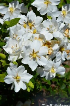 Snow Flurry Hardy Gardenia - 3 Gallon Pot 10 Snow Flurry Hardy Gardenia - 3 Gallon Pot -Bush Sale Shop gardenia jasminoides snow flurry 2 1