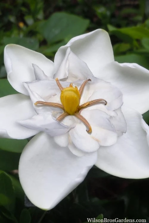 Snow Flurry Hardy Gardenia - 3 Gallon Pot 3 Snow Flurry Hardy Gardenia - 3 Gallon Pot