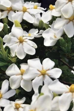 Snow Girl Hardy Dwarf Gardenia - 3 Gallon Pot -Bush Sale Shop gardenia jasminoides snow girl 1