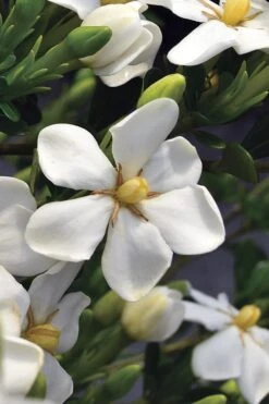 Snow Girl Hardy Dwarf Gardenia - 3 Gallon Pot -Bush Sale Shop gardenia jasminoides snow girl 2