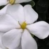 Snow Girl Hardy Dwarf Gardenia - 3 Gallon Pot -Bush Sale Shop gardenia jasminoides snow girl 4