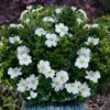 Snow Globe Gardenia - 3 Gallon Pot -Bush Sale Shop gardenia jasminoides snow globe 1