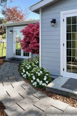 Snow Globe Gardenia - 1 Gallon Pot 11 Snow Globe Gardenia - 1 Gallon Pot -Bush Sale Shop gardenia jasminoides snow globe 3 1