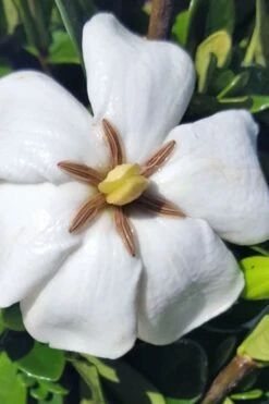 Snow Globe Gardenia - 1 Gallon Pot 12 Snow Globe Gardenia - 1 Gallon Pot -Bush Sale Shop gardenia jasminoides snow globe 4 1
