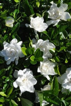Snow Puff Hardy Gardenia - 1 Gallon Pot 9 Snow Puff Hardy Gardenia - 1 Gallon Pot -Bush Sale Shop gardenia jasminoides snow puff 2 2