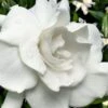 Snow Puff Hardy Gardenia - 7 Gallon Pot -Bush Sale Shop gardenia jasminoides snow puff 4