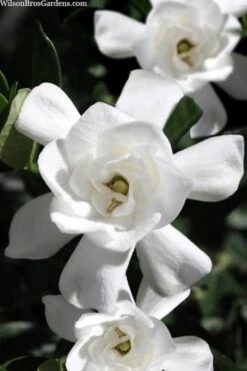 Steady As She Goes Hardy Gardenia - 3 Gallon Pot 9 Steady As She Goes Hardy Gardenia - 3 Gallon Pot -Bush Sale Shop gardenia jasminoides steady as she goes 1
