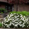 Steady As She Goes Hardy Gardenia - 3 Gallon Pot -Bush Sale Shop gardenia jasminoides steady as she goes 3