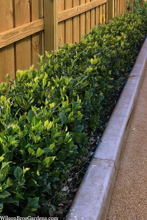 Summer Snow Gardenia - 3 Gallon Pot 6 Summer Snow Gardenia - 3 Gallon Pot - Image 4