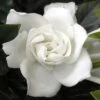Summer Snow Gardenia - 3 Gallon Pot 1 Summer Snow Gardenia - 3 Gallon Pot -Bush Sale Shop gardenia jasminoides summer snow 12