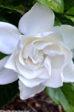 Summer Snow Gardenia - 3 Gallon Pot 17 Summer Snow Gardenia - 3 Gallon Pot -Bush Sale Shop gardenia jasminoides summer snow 3