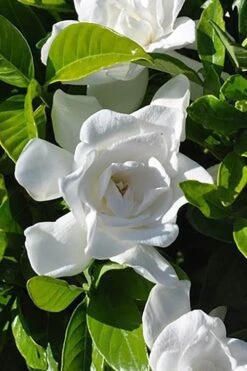 Summer Snow Gardenia - 3 Gallon Pot 14 Summer Snow Gardenia - 3 Gallon Pot -Bush Sale Shop gardenia jasminoides summer snow 4