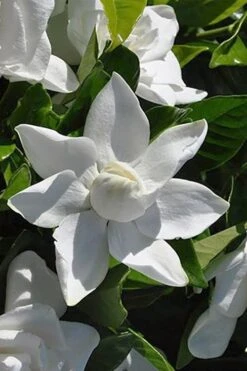 Summer Snow Gardenia - 3 Gallon Pot 16 Summer Snow Gardenia - 3 Gallon Pot -Bush Sale Shop gardenia jasminoides summer snow 5