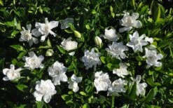 Summer Snow Gardenia - 3 Gallon Pot 15 Summer Snow Gardenia - 3 Gallon Pot -Bush Sale Shop gardenia jasminoides summer snow 9