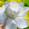 Gold Doubloon Gardenia - 3 Gallon Pot -Bush Sale Shop gardenia ogon no hana gold doubloon 10