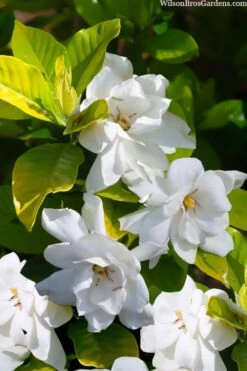 Gold Doubloon Gardenia - 3 Gallon Pot 10 Gold Doubloon Gardenia - 3 Gallon Pot -Bush Sale Shop gardenia ogon no hana gold doubloon 3