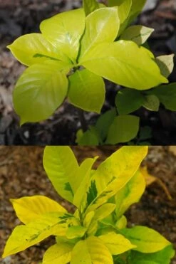 Gold Doubloon Gardenia - 3 Gallon Pot 11 Gold Doubloon Gardenia - 3 Gallon Pot -Bush Sale Shop gardenia ogon no hana gold doubloon 4