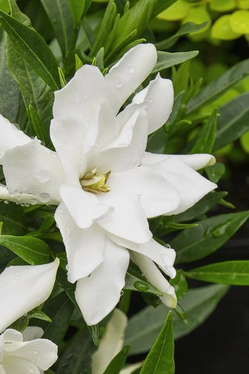 Radicans Creeping Dwarf Gardenia - 6 Pack Of 1 Gallon Pots 8 Radicans Creeping Dwarf Gardenia - 6 Pack Of 1 Gallon Pots - Image 6