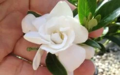 Jubilation Gardenia - 6 Pack Of 1 Gallon Pots -Bush Sale Shop gardeniajubilation 1