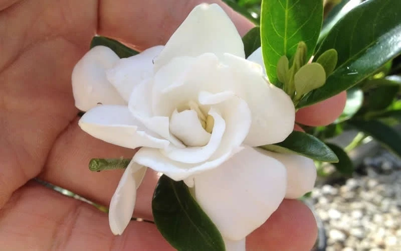 Jubilation Gardenia - 2.5 Quart Pot 6 Jubilation Gardenia - 2.5 Quart Pot - Image 4