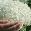 Annabelle Hydrangea - 1 Gallon Pot -Bush Sale Shop hydrangea arborescens annabelle 21