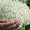 Annabelle Hydrangea - 3 Gallon Pot 1 Annabelle Hydrangea - 3 Gallon Pot -Bush Sale Shop hydrangea arborescens annabelle 21 2