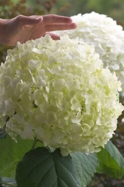 Incrediball Smooth Hydrangea - 3 Gallon Pot 14 Incrediball Smooth Hydrangea - 3 Gallon Pot -Bush Sale Shop hydrangea arborescens incrediball 10