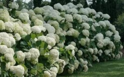 Incrediball Smooth Hydrangea - 3 Gallon Pot 15 Incrediball Smooth Hydrangea - 3 Gallon Pot -Bush Sale Shop hydrangea arborescens incrediball 12