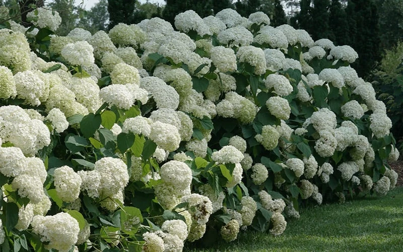 Incrediball Smooth Hydrangea - 3 Gallon Pot 9 Incrediball Smooth Hydrangea - 3 Gallon Pot - Image 7